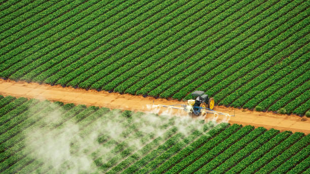 Wasp Removal Services in Underwood, IA