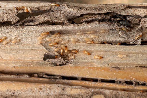 Professional Pest Control in Underwood, IA